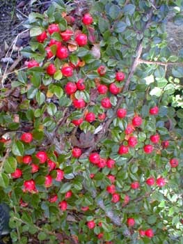 Bearberry For The Skin Treatment