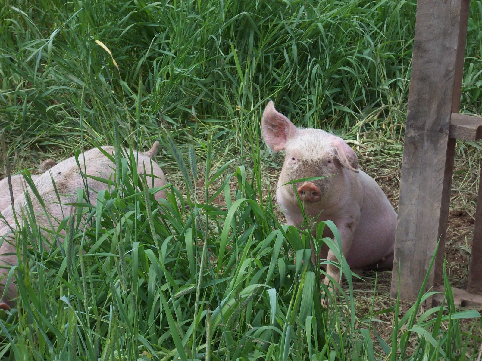 [Broken+eared+pig.JPG]