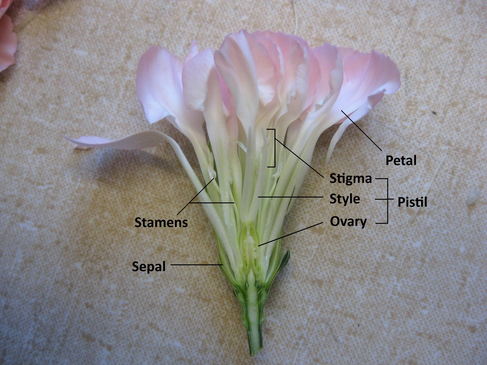 UBC Biology 324 Blog: Lab 2 - Core Eudicots: Caryophyllaceae & Polygonaceae