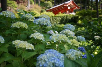 Hydrangea Garden