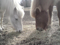 Mina hästar