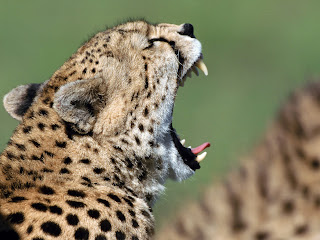 HD Wallpapers of Animals (Part 2)