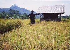 budidaya tanaman padi