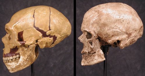 Neanderthal+skull