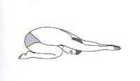 Adho Mukha Virasana