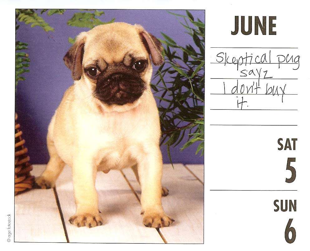 show me pugs pug a day pug calendar show me pug show me pugs pug a day pug calendar show me pug