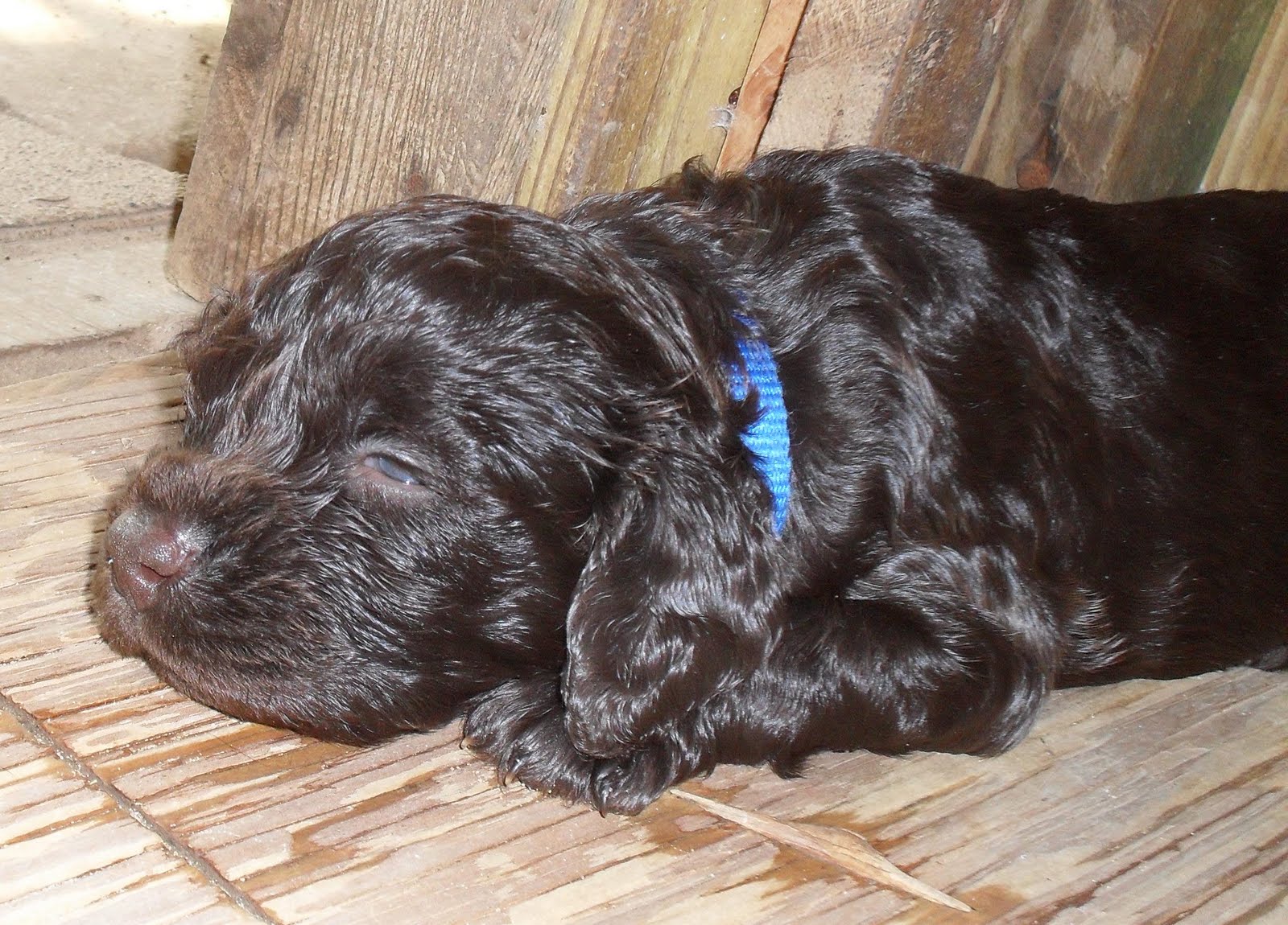 Boykin Spaniel Puppies