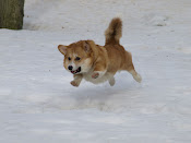 Min flygande corgi