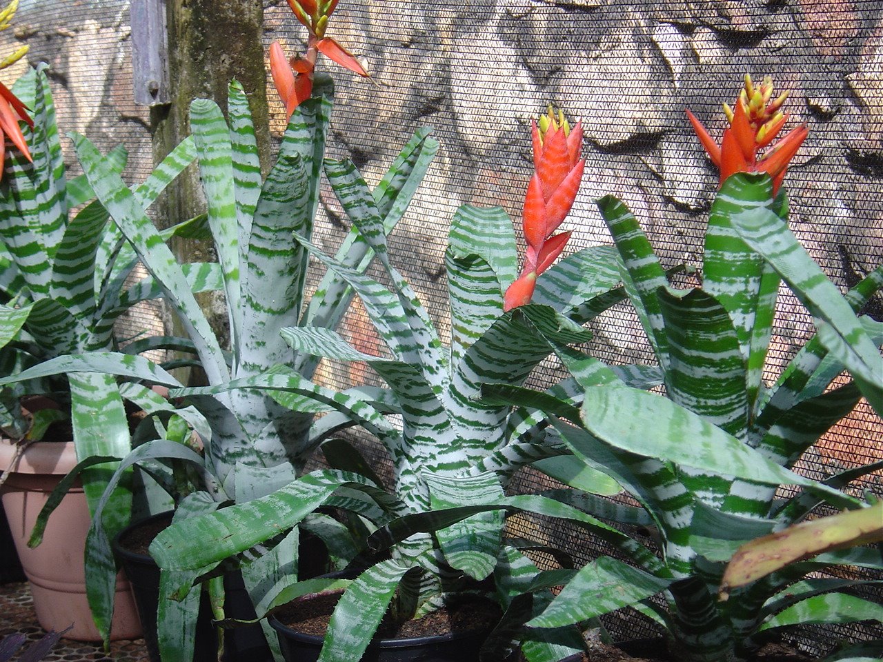 [AECHMEA+CHANTINNI.JPG]