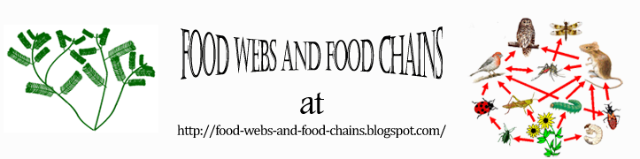 food webs and food chains