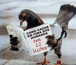 [piccione.gif]