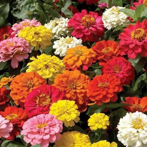 GardenSeed Zinnia 'Pom Pom'