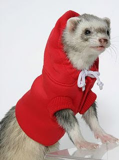 Ferret In Sweater