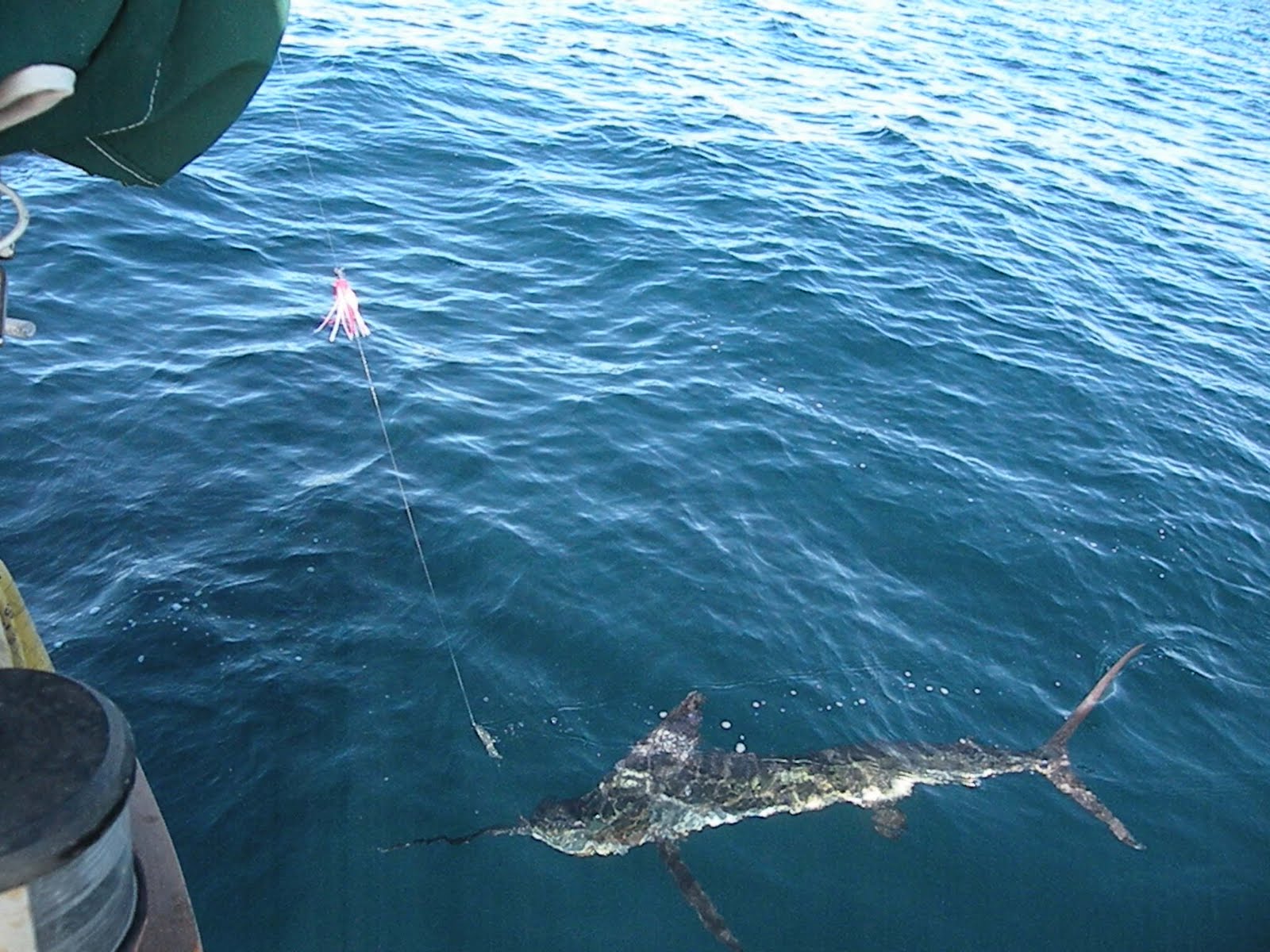 On Sabbatical: Catching a Marlin