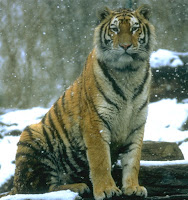 tigre siberiano