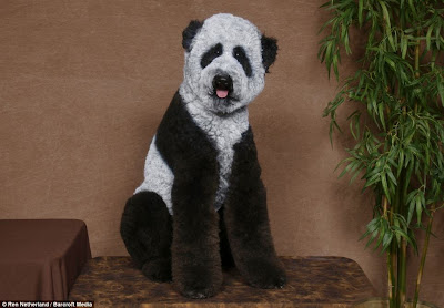 poodle dressed up