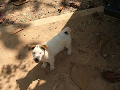 หมาน้อย