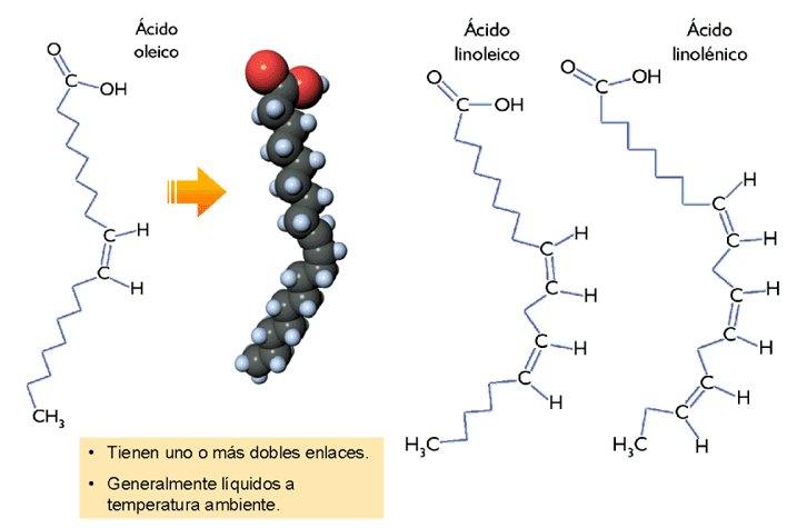 Acido Graso