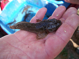 Sculpin that was collected during fish rescue