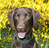 Burton Yellow Flowers