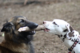 Rylee & Rouge Playing