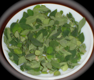 Drumstick Leaf