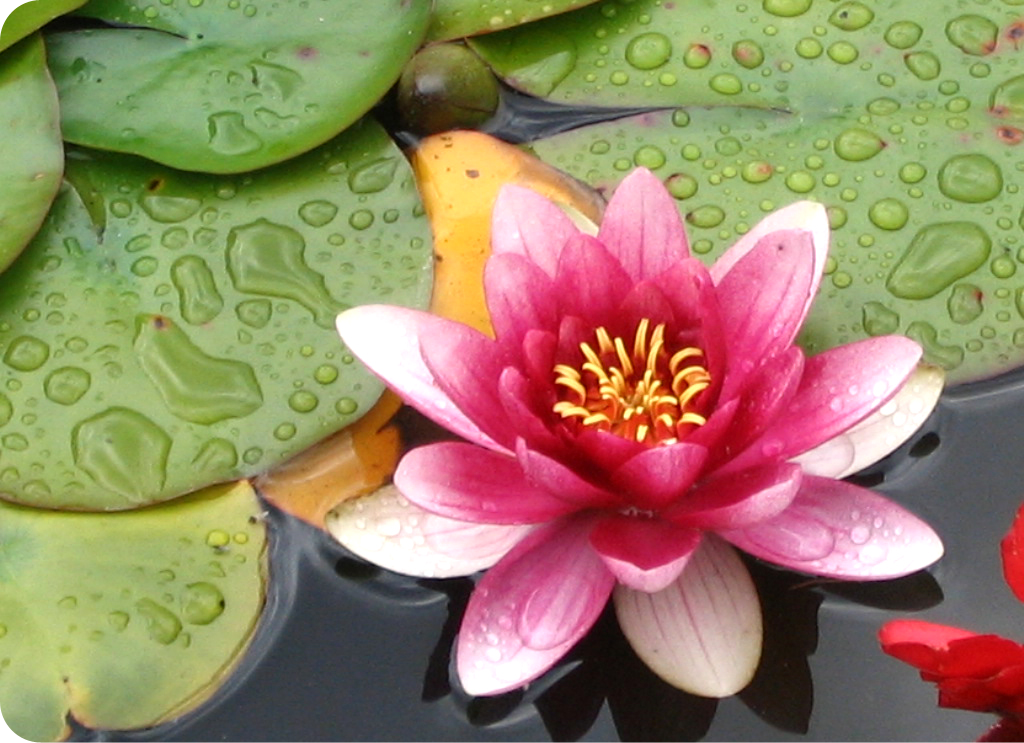 [lotus.png]