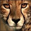 Cheetah Blog