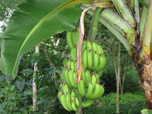 Banana Plant