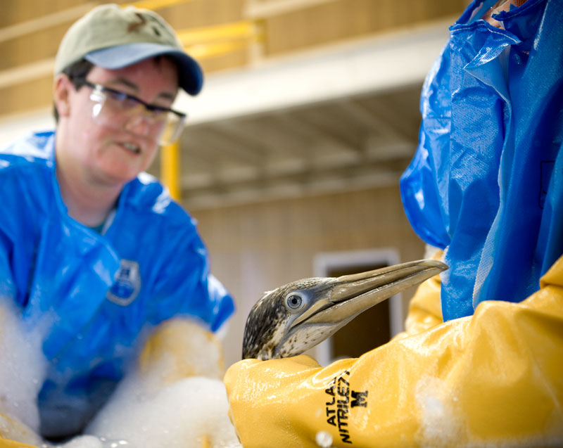 wisconsin bird dog rescue wisconsin bird dog rescue