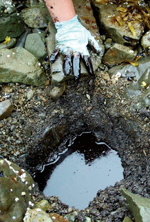 Exxon valdez oil spill essay