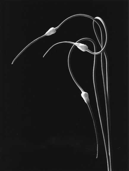 [Eleanor_Kerr_GarlicDanceNo1.jpg]