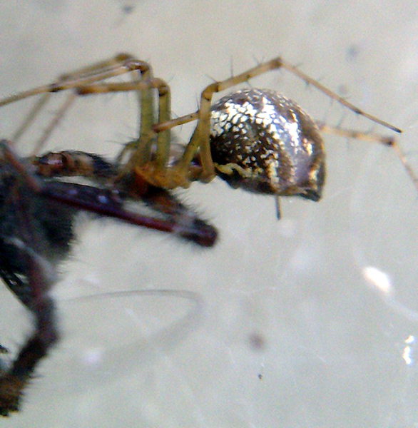 Arachnerds Money Spiders Linyphiidae