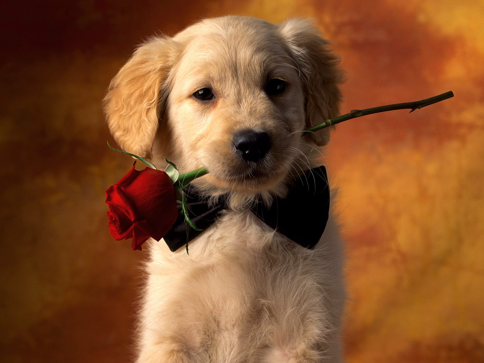 http://3.bp.blogspot.com/_BvTQDfwLKYY/TF56k2hjEpI/AAAAAAAABBY/xwWUqZt4q1M/s1600/Dogs+(19).jpg