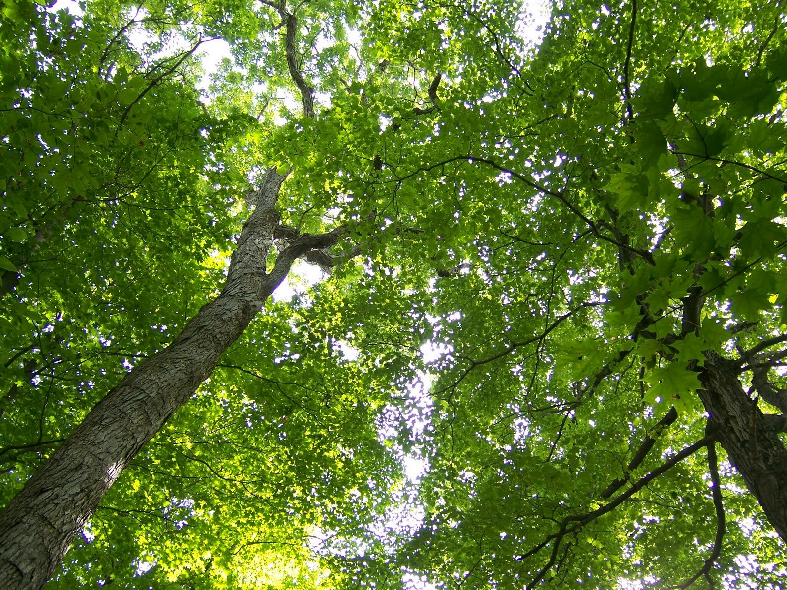 Donna's Designs Tree Canopy