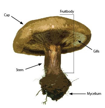 Apologia Biology Module 4 on Pinterest | Fungi, Sweets and Mushrooms