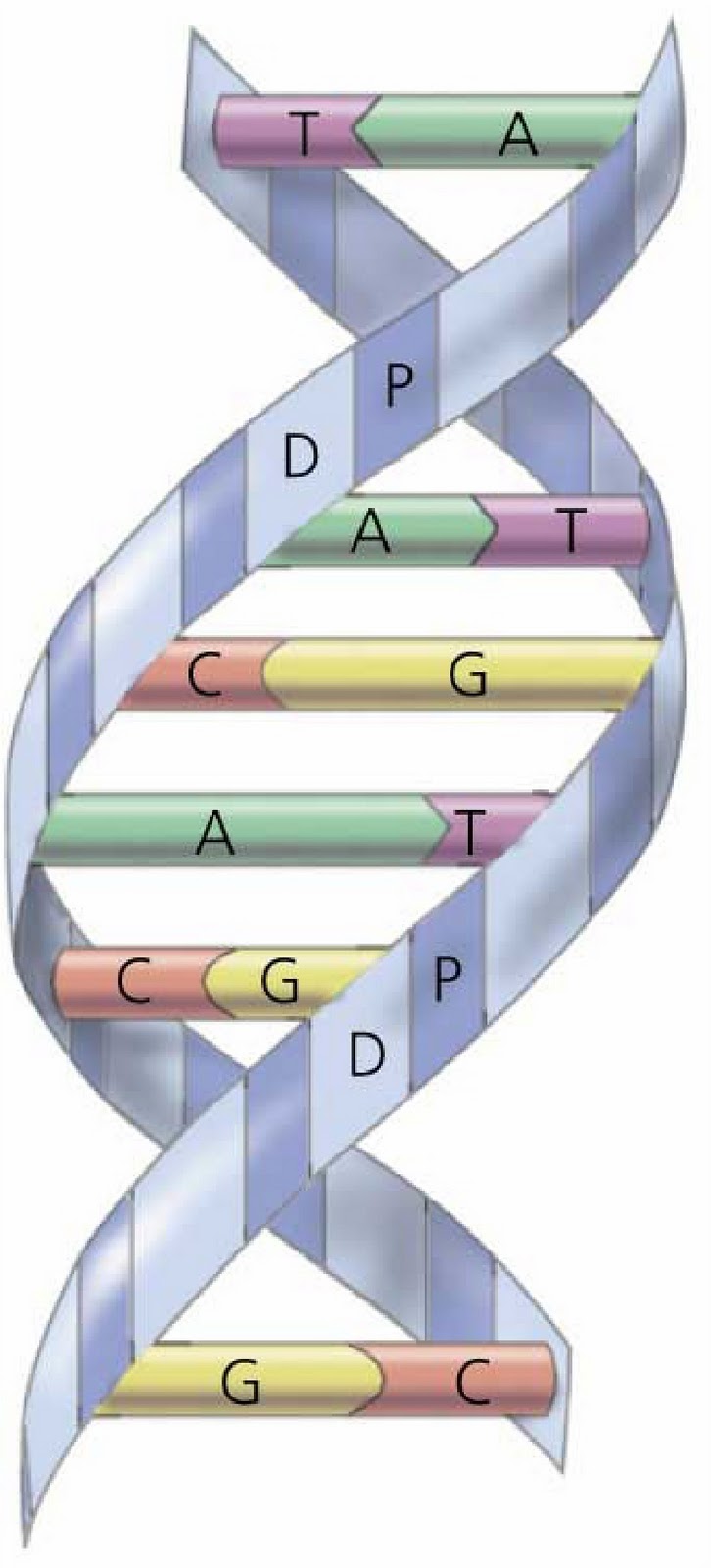 Dna Diagram Labeled