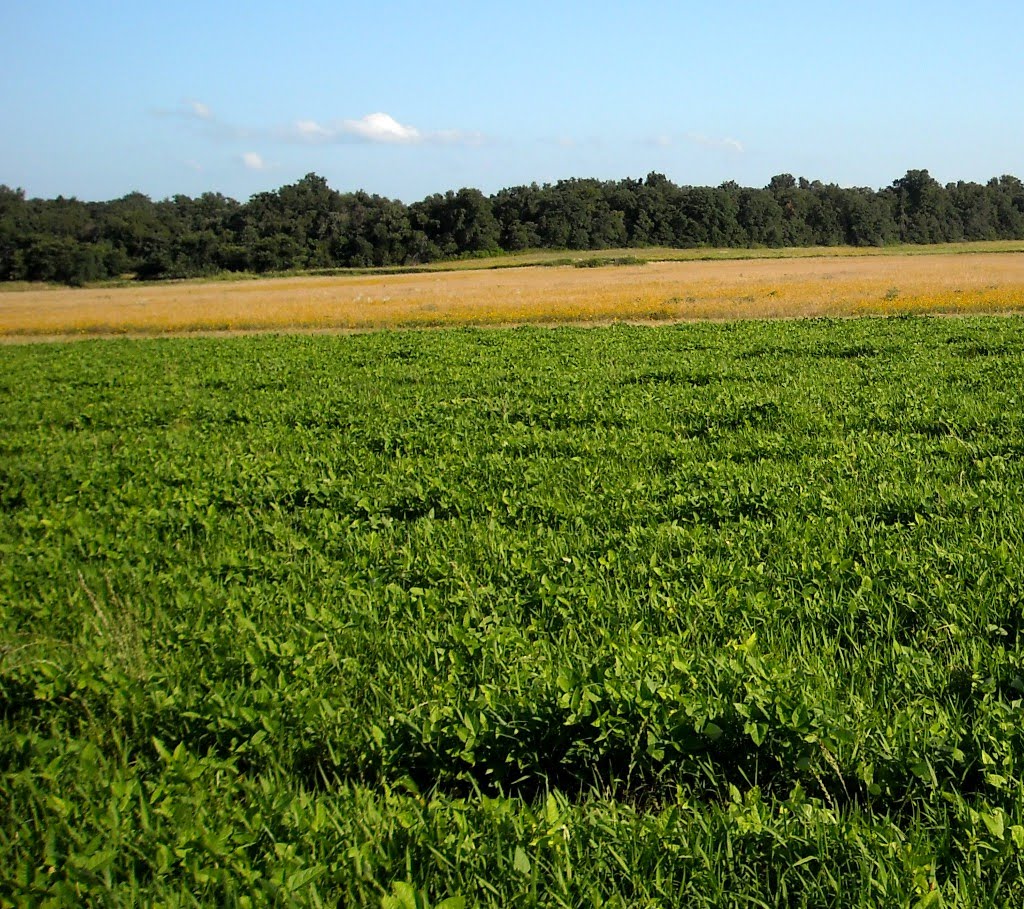 Cowpea Cover Crop