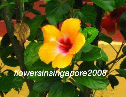 [hibiscus2.jpg]