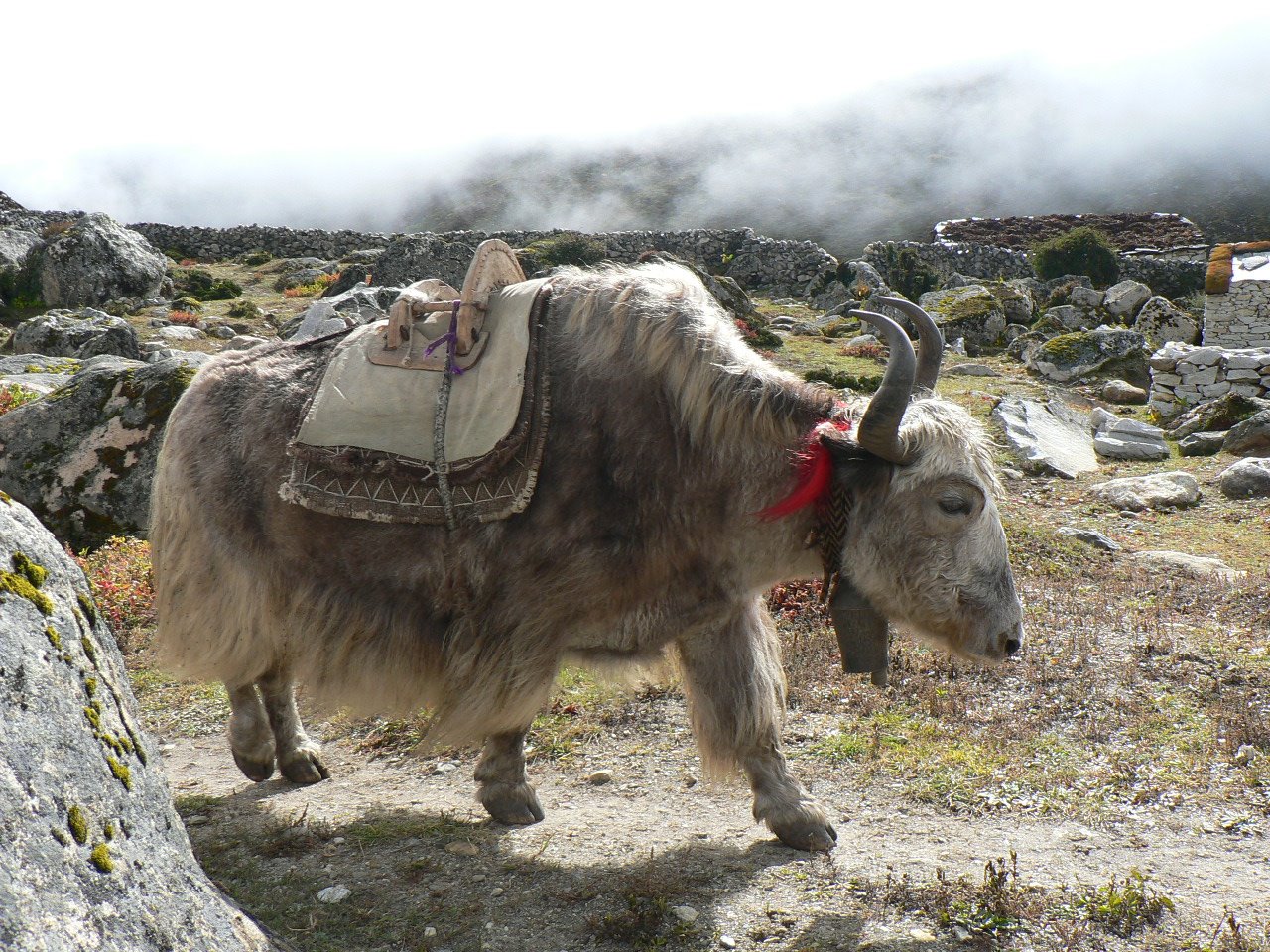 [Yak.JPG]