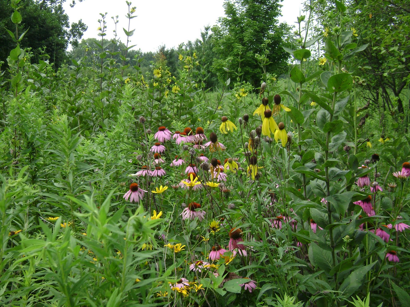 Prairie Rose's Garden July 2010