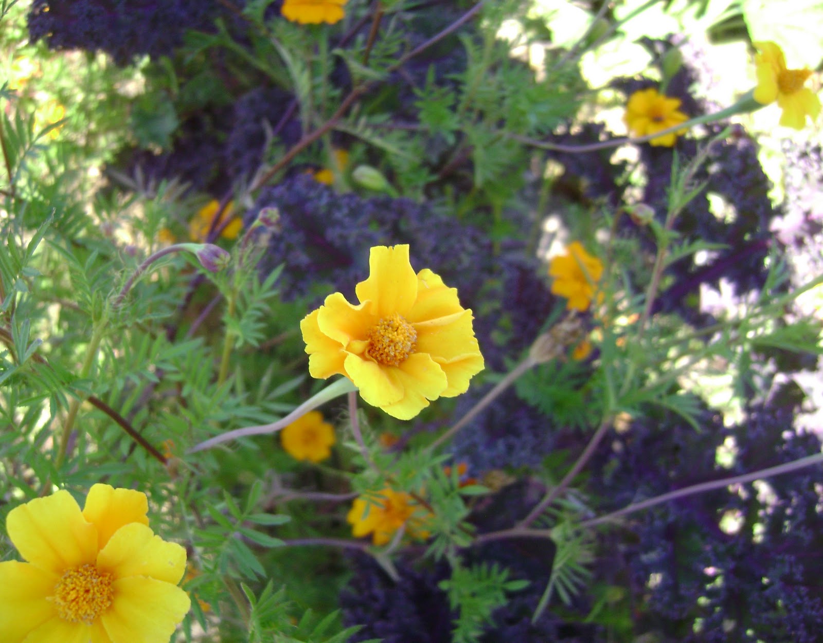 Prairie Rose's Garden October Bloom Day Enjoying the Moment