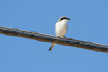 Southern Grey Shrike