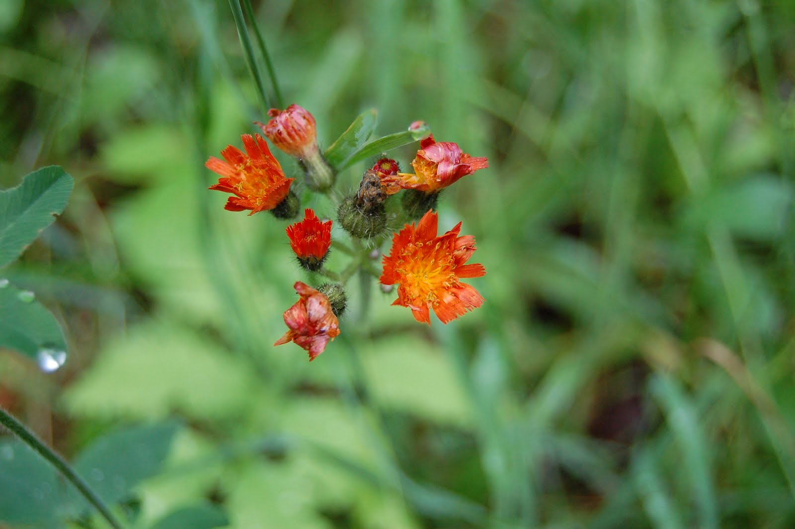 FoodieMommy The Beauty of Vermont Flowers in July
