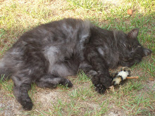 LUCY-MAE CAT NAPPING
