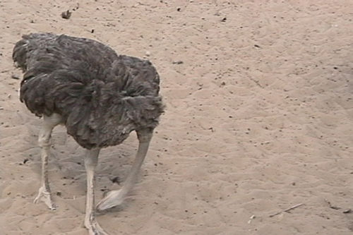 [ostrich.jpg]