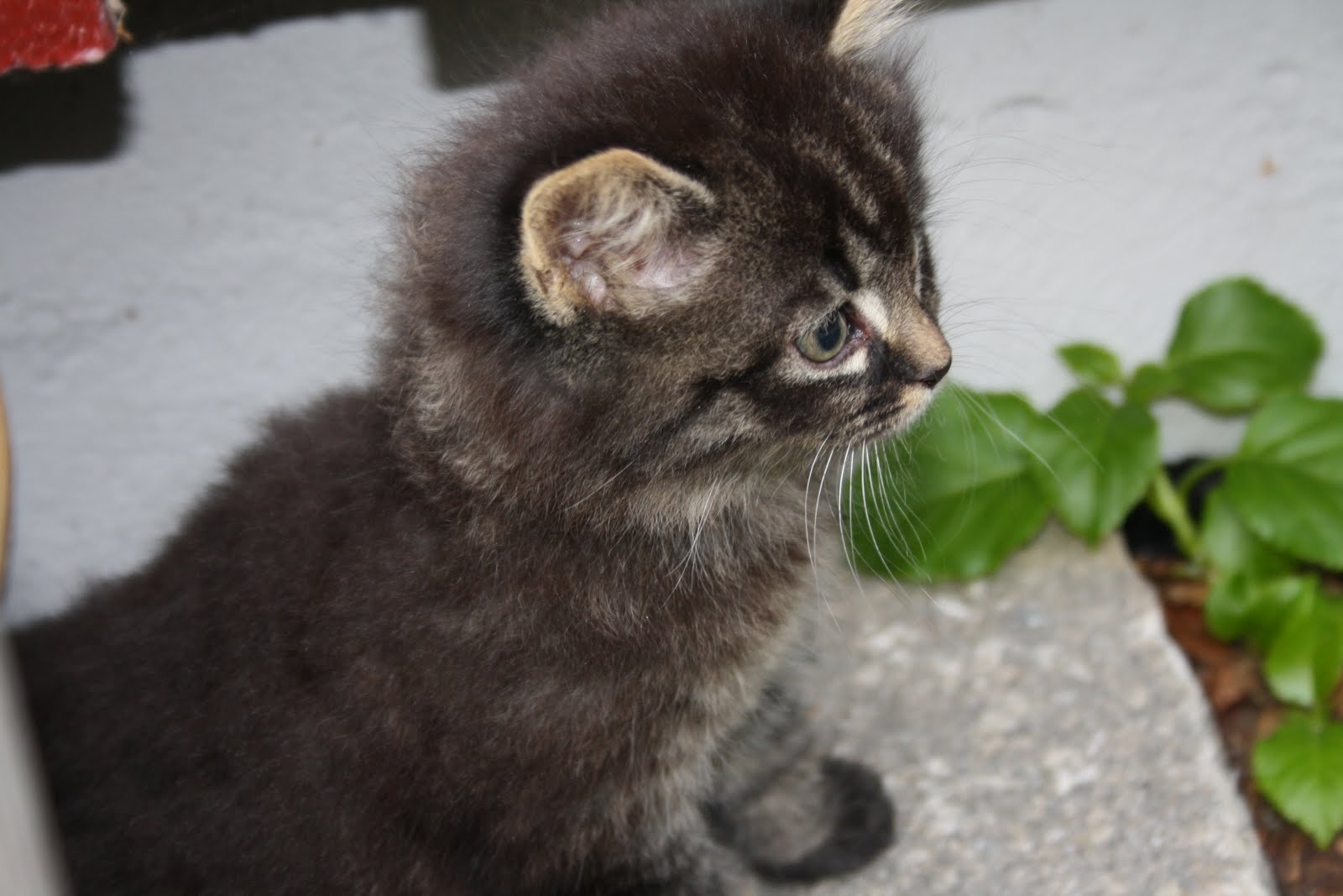 Odiis: Søte katter!!!!
