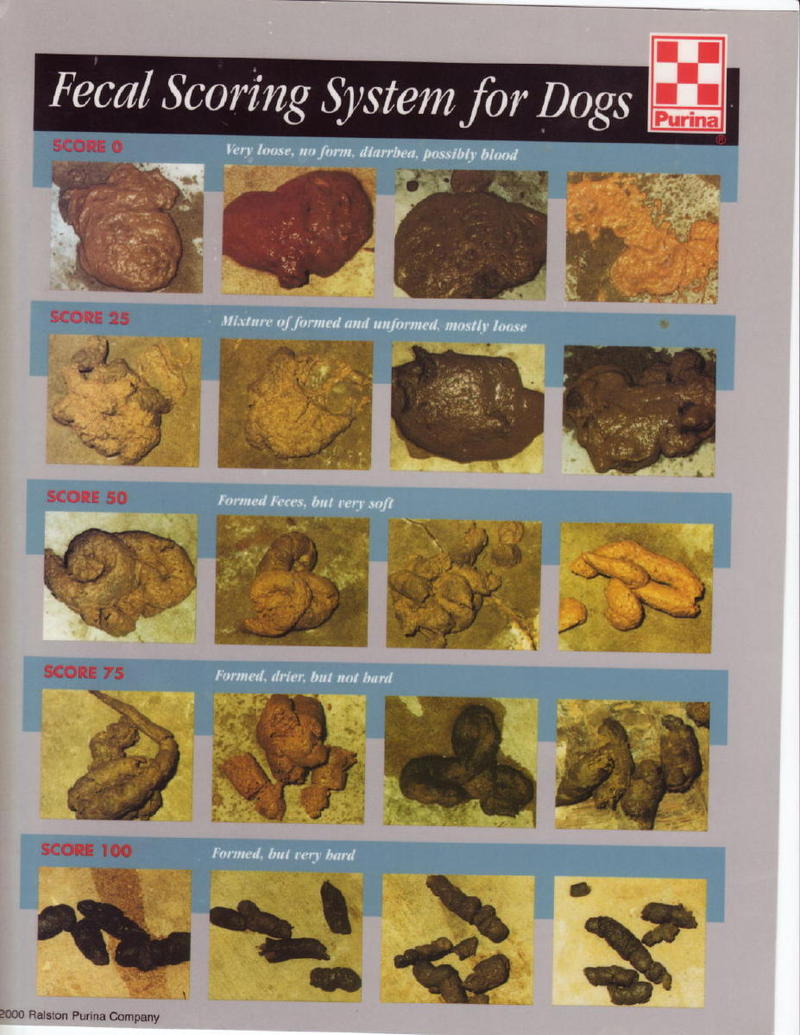 What does bad dog poop look like
