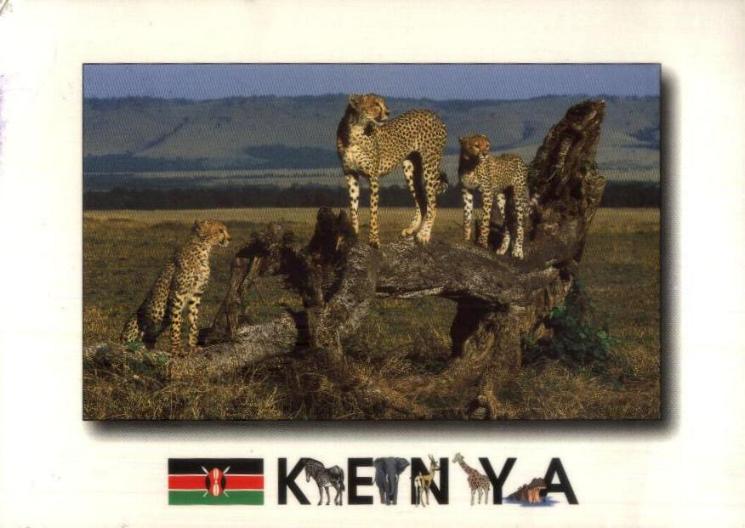 Gulfmann Postcards Collection KENYA African Wild Cheetah