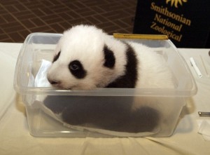 [panda2.jpg]